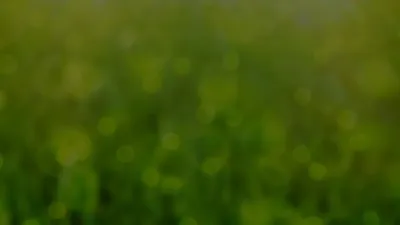 Pénzügyi képviselet